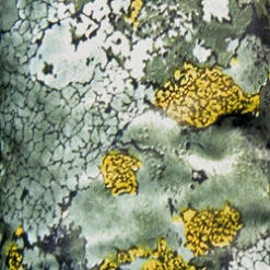 The Jervenbag Repair Kit - Mountain Camo